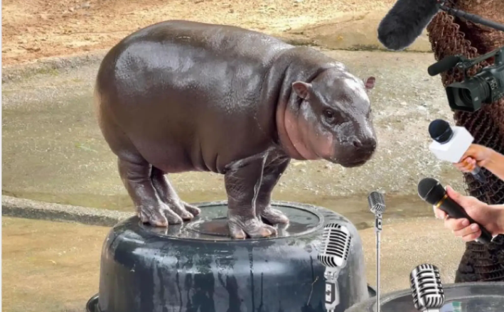 Kuda Nil Moo Deng 'Beri Selamat’ Donald Trump Menang Pilpres AS